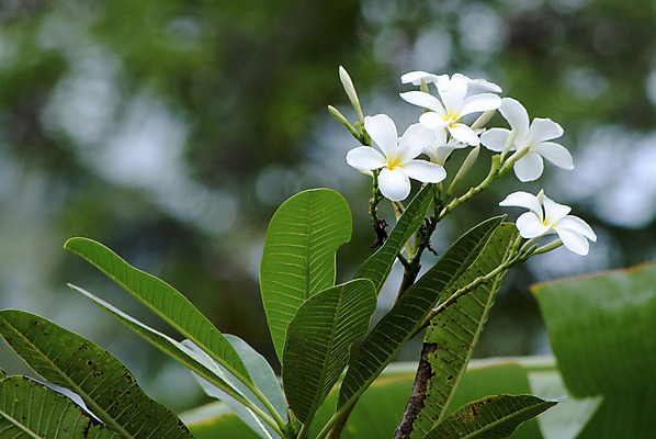 포토 JPG 해외이미지 식물 아이콘 디자인 공원 꽃잎 꽃 선 분홍색 꽃다발 결혼 백그라운드 잎 꽃무늬 자연 휴식 사람없음 장식 빨간색 초록색 노란색 우주 정원 스파 벚꽃 나뭇가지 인사 신선 신용카드 개화 우아함 닫기 배열 심볼 향수 묘사 오브젝트 하와이 향기 발리 초대 태평양 환영 남쪽 내추럴 아열대 이국적 하와이인 알로하 해외202004 해외포토 외국인 나무 공공시설 바다 컬러 섬 컨셉 무늬 모션 이벤트 금융 미국 화장품 예절 방향 생태계 냄새 인도네시아 파일형식 이미지허브