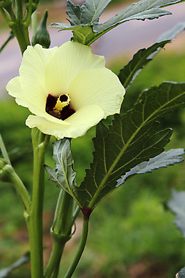 포토 JPG 해외이미지 식물 꽃잎 꽃 음식 줄기 백그라운드 잎 꽃무늬 채소 자연 건강 사람없음 빨간색 초록색 컬러풀 노란색 정원 벚꽃 꽃가루 내추럴 꽃수술 식용 해외202004 해외포토 컬러 무늬 가루 생태계 파일형식 이미지허브