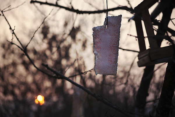 포토 JPG 해외이미지 나무 계절 공원 야생동물 음식 겨울 자연 조류 아침 사람없음 태양 일출 추위 나뭇가지 오두막 수유 헬프 해외202004 해외포토 주간 자연요소 식물 동물 공공시설 노을 도움 생태계 파일형식 이미지허브