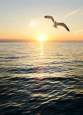 포토 JPG 해외이미지 파도 바다 여행 백그라운드 자연 갈매기 조류 하늘 풍경 사람없음 야외 물 빛 햇빛 일출 환경 침묵 일몰 놀람 봄 만 화려 즐거움 그림 칠면조 남쪽 석호 완벽 웅장함 해외202004 해외포토 자연요소 동물 계절 감정 컨셉 표정 태양 노을 소리 방향 생태계 파일형식 이미지허브