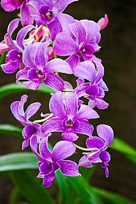 포토 JPG 해외이미지 식물 꽃 잎 태국 자연 사람없음 야외 정원 난초 해외202004 해외포토 아시아 생태계 파일형식 이미지허브