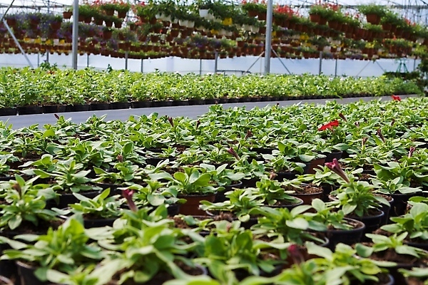 포토 JPG 해외이미지 식물 꽃 농업 자연 친절 사람없음 장식 초록색 환경 정원 화목 봄 놀이방 성장 개화 냄비 원예 조경 내추럴 모종 묘목 심기 영원 온실 해외202004 해외포토 나무 계절 산업 컬러 컨셉 모션 취미 솥 생태계 파일형식 이미지허브