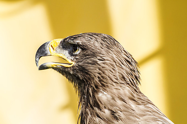 포토 JPG 해외이미지 동물 1 야생동물 백그라운드 캐나다 날개 자연 조류 하늘 사람없음 여름 파란색 컬러풀 노란색 머리 검은색 봄 흐름 흰색 중세 가장자리 큼 먹이 심볼 깃털 꼬리 부리 독수리 육식동물 대머리 공평 발톱 절정 착륙 해외202004 해외포토 헤어스타일 계절 컬러 컨셉 북아메리카 발 신체부위 역사 둘레 크기 생태계 파일형식 이미지허브