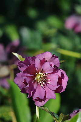 포토 JPG 해외이미지 식물 꽃 잎 겨울 자연 사람없음 야외 초록색 정원 보라색 닫기 잡종 해외202004 해외포토 계절 컬러 모션 생태계 파일형식 이미지허브
