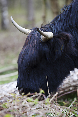 포토 JPG 해외이미지 동물 1 외관 유럽 밭 농업 포유류 털 뿔 사람없음 야외 울타리 농장 펜 머리 쌓기 검은색 소고기 코트 시골 소 닫기 볏짚 방목 먹여주기 묘사 웨이브 밀짚 산악지대 기르기 밭일 찰과상 혼자 스코틀랜드 해외202004 해외포토 나라 산업 컬러 모션 영국 산 육류 신체부위 담장 필기구 외투 짚 축산업 상처 먹기 돌봄 파일형식 이미지허브