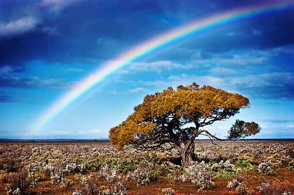 포토 JPG 해외이미지 나무 구름 무지개 자연 하늘 날씨 창조 풍경 사람없음 야외 사막 시골 호주 폭풍 오지 혼자 해외202004 해외포토 자연요소 식물 오세아니아 생태계 파일형식 이미지허브