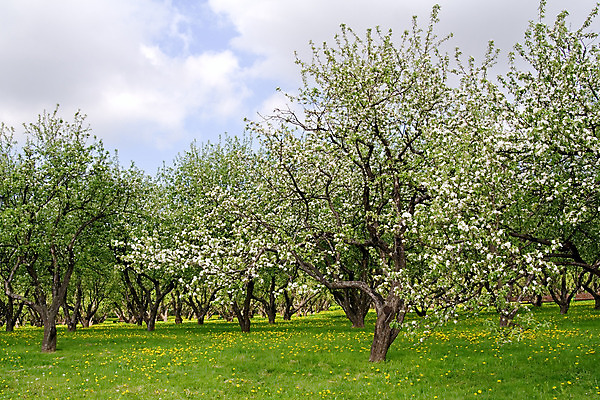포토 JPG 해외이미지 나무 식물 꽃잎 꽃 백그라운드 잎 꽃무늬 농업 과일 자연 하늘 부활절 사람없음 야외 가로 초록색 파란색 빛 햇빛 태양 정원 맑음 봄 성장 벚꽃 흰색 나뭇가지 시골 사과 과수원 4월 5월 향기 해외202004 해외포토 자연요소 계절 기념일 산업 컬러 무늬 날씨 날짜 생태계 냄새 파일형식 이미지허브