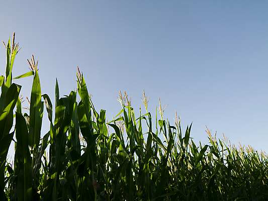 포토 JPG 해외이미지 식물 계절 꽃 선 음식 잎 밭 농업 자연 옥수수 사람없음 야외 초록색 농작물 농장 환경 수확 성장 시골 신선 시리얼 허브 질서 밭일 줄서기 세련 해외202004 해외포토 산업 컬러 모션 곡류 예절 생태계 파일형식 이미지허브