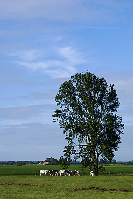 포토 JPG 해외이미지 나무 구름 농업 자연 하늘 풍경 사람없음 야외 가축 시골 소 방목 네덜란드 밭일 해외202004 해외포토 자연요소 식물 동물 유럽 산업 포유류 축산업 생태계 파일형식 이미지허브