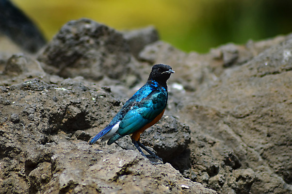 포토 JPG 해외이미지 동물 1 남자 야생동물 백그라운드 잎 아프리카 자연 조류 앉기 사람없음 빨간색 초록색 파란색 봄 흰색 나뭇가지 탄자니아 히말라야 해외202004 해외포토 나무 식물 계절 나라 컬러 모션 사람 생태계 파일형식 산맥 이미지허브