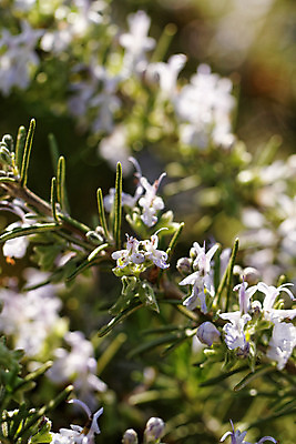 포토 JPG 해외이미지 식물 꽃잎 꽃 음식 잎 꽃무늬 채소 재료 자연 추상 건강 요리 사람없음 야외 장식 초록색 여름 정원 저녁식사 봄 벚꽃 흰색 신선 양념 허브 향신료 유기농 향 로즈메리 내추럴 해외202004 해외포토 웰빙 계절 컬러 무늬 식사 생태계 향미료 파일형식 이미지허브