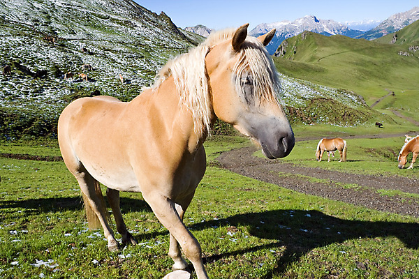 포토 JPG 해외이미지 동물 음식 자연 산 미소 사람없음 야외 초록색 여름 파란색 반려동물 농장 갈색 머리 봄 흰색 시골 승마 혀 코 귀 갈기 조랑말 내추럴 기르기 충실 해외202004 해외포토 계절 스포츠 컬러 농업 표정 신체부위 말_동물 입 생태계 돌봄 파일형식 이미지허브