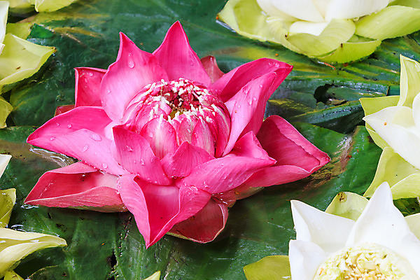 포토 JPG 해외이미지 식물 계절 공원 꽃잎 꽃 분홍색 여행 백그라운드 잎 패턴 자연 실내 사람없음 장식 초록색 물 정원 벚꽃 흰색 개화 그룹 센터 우아함 심볼 묘사 싱크대 내추럴 섞기 진짜 해외202004 해외포토 자연요소 공공시설 컬러 컨셉 무늬 내부 개수대 생태계 파일형식 이미지허브