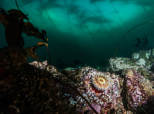 포토 JPG 해외이미지 라이프스타일 스포츠 바다 여행 백그라운드 캐나다 자연 표면 휴가 어류 가면 사람 사람없음 물 파란색 햇빛 수중 수영 시간 스노클링 산호 아래 다이빙 암초 깊이 벤쿠버 해외202004 해외포토 자연요소 컬러 북아메리카 생활 태양 수중동물 수상스포츠 자포동물 방향 생태계 위치 수중스포츠 파일형식 이미지허브