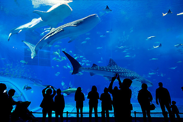 포토 JPG 해외이미지 전신 실루엣 실내 어류 사람 여러명 파란색 수중 군중 수족관 아쿠아리움 고래상어 해외202004 해외포토 컬러 다수 촬영기법 내부 수중동물 상어 파일형식 이미지허브