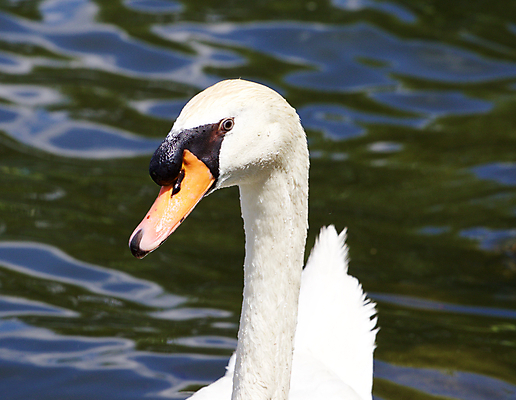 포토 JPG 해외이미지 응시 호수 오렌지 조류 손잡이 사람없음 물 머리 검은색 수영 힘 흰색 자신감 깃털 백조 목 계산서 벙어리 해외202004 해외포토 자연요소 동물 시선 감정 컬러 과일 신체부위 수상스포츠 파일형식 이미지허브