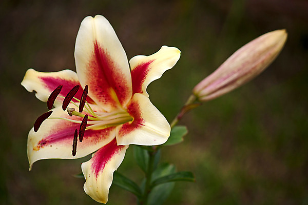 포토 JPG 해외이미지 식물 꽃 백그라운드 자연 사람없음 노란색 그림 해외202004 해외포토 컬러 생태계 파일형식 이미지허브