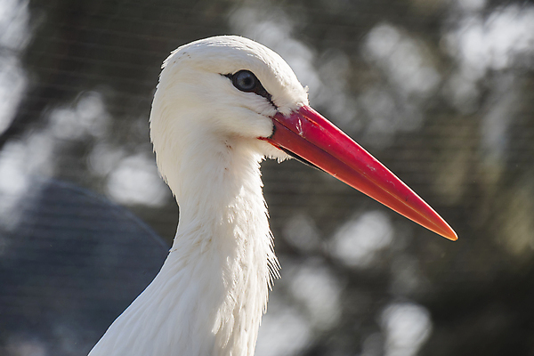 포토 JPG 해외이미지 동물 전통 계절 야생동물 여행 백그라운드 이동 날개 자연 조류 종류 성인 사람없음 야외 여름 평화 환경 침묵 봄 흰색 관찰 보호 습지 깃털 머리위 조용 멸종 떠남 황새 해외202004 해외포토 컬러 컨셉 모션 사람 소리 생태계 파일형식 이미지허브