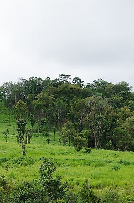 포토 JPG 해외이미지 나무 식물 아시아 도로 여행 백그라운드 낙엽 잎 자연 아침 산 풍경 사람없음 야외 초록색 여름 태양 환경 침묵 트래킹 안개 성장 시골 소나무 숲 뿌리 장면 지역 굴곡 방법 파라다이스 해외202004 해외포토 주간 자연요소 계절 나라 길 컬러 교통시설 레저 날씨 소리 생태계 파일형식 이미지허브