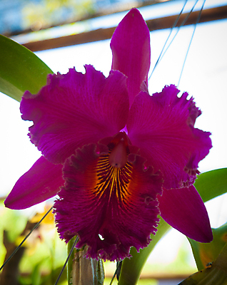 포토 JPG 해외이미지 식물 계절 꽃잎 꽃 꽃다발 백그라운드 꽃무늬 자연 선물 사람없음 장식 초록색 머리 정원 스파 화목 봄 활발 개화 난초 고급 우아함 맛 냄새 아로마 향 단아함 해외202004 해외포토 컬러 컨셉 무늬 신체부위 생태계 파일형식 이미지허브