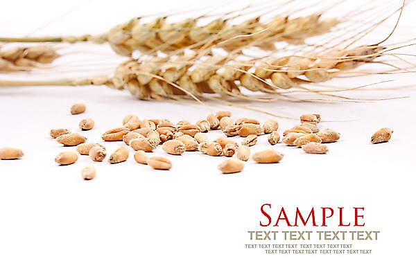 포토 JPG 해외이미지 식물 백그라운드 농업 텍스트 자연 프레임 건조 씨앗 사람없음 여름 농작물 노란색 쌓기 수확 가을 흰색 시골 황금 낟알 시리얼 밀 유기농 추수감사절 10월 내추럴 고립 호밀 귀리 해외202004 해외포토 웰빙 계절 산업 기독교 음식 컬러 모션 곡류 날짜 생태계 파일형식 이미지허브