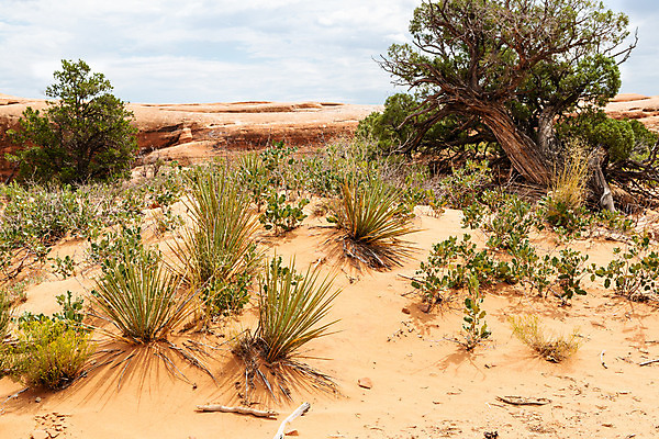 포토 JPG 해외이미지 식물 공원 여행 북아메리카 자국 자연 건조 풍경 사람없음 야외 빨간색 환경 미국 사막 바위 땅 부식 아치 암초 방문 사암 내추럴 서쪽 전국 지질 해외202004 해외포토 공공시설 컬러 아메리카 돌_바위 방향 생태계 파일형식 이미지허브