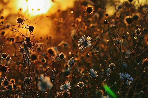 포토 JPG 해외이미지 나무 구름 여행 백그라운드 밭 자연 하늘 아침 조명 풍경 사람없음 여름 파란색 빛 햇빛 태양 노란색 일출 화목 황혼 일몰 봄 새벽 가을 소나무 황금 저녁 숲 깃털 스텝 몽환 수평선 해외202004 해외포토 주간 자연요소 식물 계절 컬러 컨셉 농업 노을 야간 생태계 파일형식 이미지허브