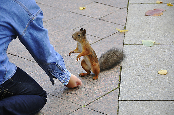 포토 JPG 해외이미지 동물 야생동물 포유류 자연 털 관리 사람없음 야외 갈색 견과류 설치류 꼬리 다람쥐 솜털 해외202004 해외포토 컬러 생태계 파일형식 이미지허브