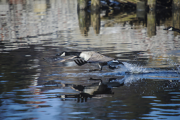 포토 JPG 해외이미지 유럽 야생동물 캐나다 겨울 날개 자연 조류 하늘 노르웨이 사람없음 야외 갈색 환경 검은색 추위 흰색 깃털 거위 물새 스칸디나비아 해외202004 해외포토 동물 계절 나라 컬러 북아메리카 생태계 파일형식 이미지허브