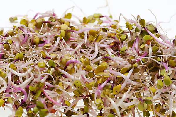 포토 JPG 해외이미지 식물 음식 백그라운드 잎 패턴 농업 다이어트 채소 재료 자연 추상 새로움 건조 건강 종류 씨앗 사람없음 초록색 새싹 주방 샐러드 수확 성장 흰색 신선 그룹 냄비 브로콜리 낟알 시리얼 유기농 질감 날것 뿌리 고립 대두 바이오 채식주의자 총각무 해외202004 해외포토 웰빙 산업 컬러 컨셉 무늬 솥 무 생태계 채식 파일형식 이미지허브