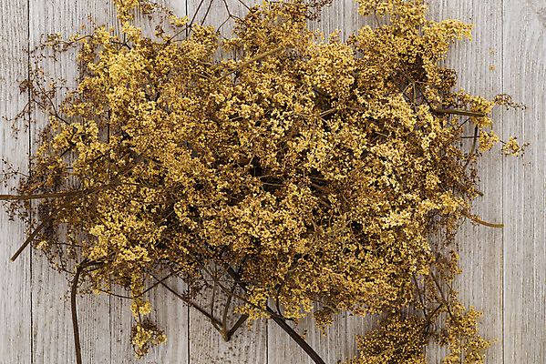 포토 JPG 해외이미지 식물 계절 꽃 음료 음식 백그라운드 잎 꽃무늬 과일 자연 건강 사람없음 여름 약 벚꽃 가을 흰색 나뭇가지 신선 열 차 질병 수집 허브 향신료 오브젝트 유기농 내추럴 고립 바이오 해외202004 해외포토 나무 웰빙 컬러 무늬 의학 생태계 향미료 파일형식 이미지허브