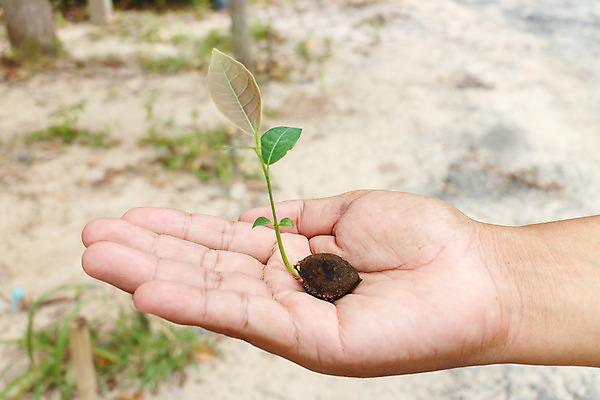 포토 JPG 해외이미지 식물 손 백그라운드 잎 농업 자연 새로움 아이디어 씨앗 사람없음 초록색 새싹 환경 정원 희망 봄 성장 잡기 보호 원예 먼지 진행 개발 돌봄 모종 지원 처음 세련 해외202004 해외포토 계절 감정 산업 컬러 컨셉 모션 취미 신체부위 생태계 파일형식 이미지허브