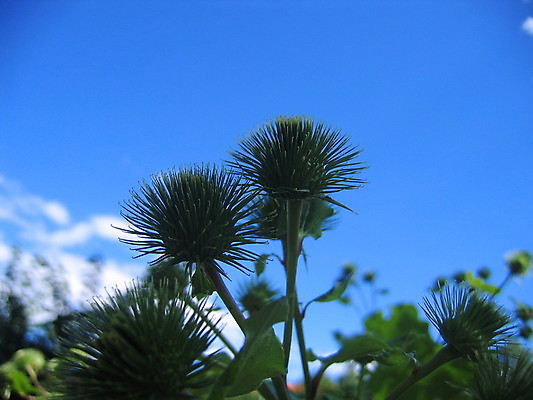 포토 JPG 해외이미지 나무 꽃 잎 사람없음 초록색 봄 게 흰색 하트 나무껍질 해외202004 해외포토 모양 식물 계절 컬러 갑각류 껍질 파일형식 이미지허브