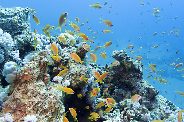 포토 JPG 해외이미지 동물 야생동물 바다 학교 아프리카 자연 이집트 어류 풍경 사람없음 물 파란색 컬러풀 햇빛 바닷속 수중 거품 스노클링 호주 잠수부 생태계 다이빙 인도네시아 수족관 홍해 몰디브 카리브해 깊이 소금물 해외202004 해외포토 자연요소 교육 나라 아시아 컬러 태양 수영 수중동물 수상스포츠 오세아니아 전문직 수중스포츠 파일형식 이미지허브