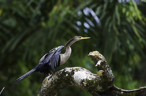 포토 JPG 해외이미지 동물 야생동물 자연 조류 사람없음 중앙아메리카 물새 동물상 이국적 코스타리카 해외202004 해외포토 아메리카 조형물 생태계 파일형식 이미지허브