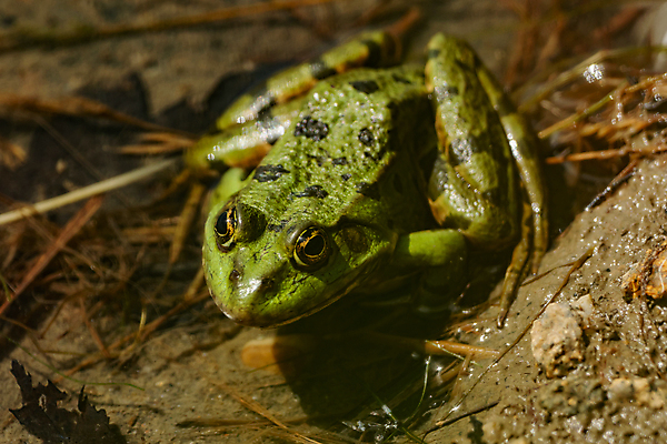 포토 JPG 해외이미지 동물 호수 야생동물 자연 개구리 양서류 풍경 사람없음 야외 초록색 물 여름 반려동물 햇빛 침묵 젖음 두꺼비 내추럴 해외202004 해외포토 자연요소 계절 컬러 태양 소리 생태계 파일형식 이미지허브