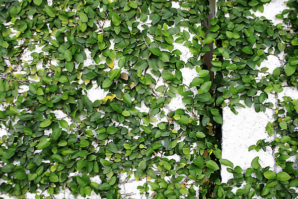 포토 JPG 해외이미지 식물 디자인 공원 꽃 벽 백그라운드 잎 꽃무늬 패턴 자연 벽지 추상 프레임 사람없음 야외 장식 초록색 여름 환경 정원 봄 성장 흰색 신선 덩굴 질감 아이비 내추럴 생태학 해외202004 해외포토 계절 공공시설 교육 컬러 무늬 생태계 파일형식 이미지허브