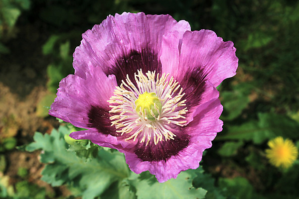 포토 JPG 해외이미지 식물 꽃잎 꽃 꽃무늬 밭 자연 사람없음 초록색 컬러풀 정원 보라색 봄 벚꽃 양귀비 내추럴 해외202004 해외포토 계절 컬러 무늬 농업 생태계 파일형식 이미지허브