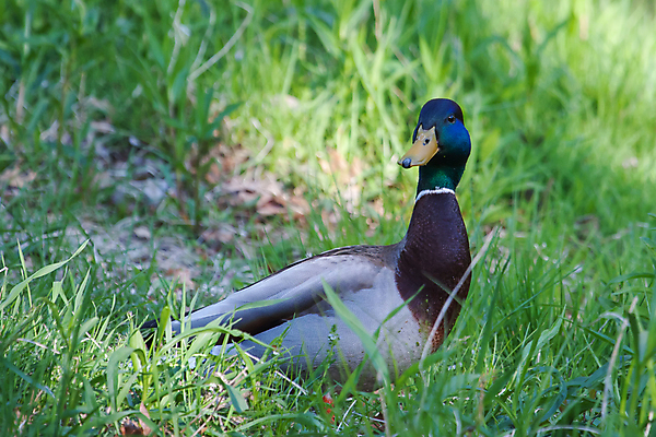 포토 JPG 해외이미지 동물 1 야생동물 밭 날개 자연 조류 오리 잔디 사람없음 야외 가로 초록색 갈색 깃털 부리 목 솜털 물새 청둥오리 계산서 해외202004 해외포토 식물 컬러 농업 신체부위 생태계 파일형식 이미지허브