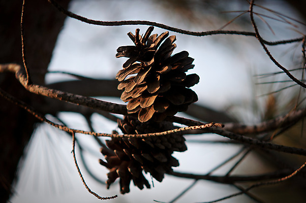 포토 JPG 해외이미지 나무 식물 백그라운드 잎 크리스마스 겨울 자연 사람없음 야외 초록색 갈색 축제 나뭇가지 소나무 숲 12월 솔방울 상록수 침엽수 전나무 원뿔 해외202004 해외포토 도형 계절 기념일 컬러 날짜 생태계 파일형식 이미지허브