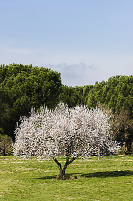 포토 JPG 해외이미지 나무 식물 계절 공원 꽃잎 꽃 분홍색 백그라운드 자연 하늘 사람없음 파란색 태양 정원 맑음 봄 벚꽃 나뭇가지 개화 4월 묘사 아몬드 해외202004 해외포토 자연요소 공공시설 컬러 날씨 견과류 날짜 생태계 파일형식 이미지허브