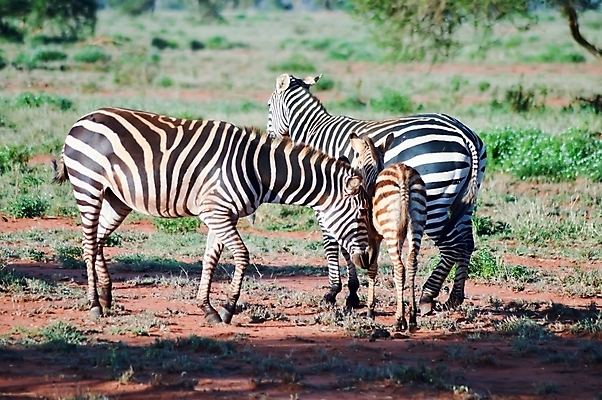 포토 JPG 해외이미지 동물 공원 도로 얼굴 야생동물 여행 백그라운드 패턴 포유류 아프리카 자연 초식동물 풍경 사람없음 환경 검은색 일몰 줄무늬 흰색 사파리 얼룩말 케냐 내추럴 건너기 고립 사바나 해외202004 해외포토 공공시설 나라 길 컬러 무늬 교통시설 모션 신체부위 노을 말_동물 생태계 파일형식 이미지허브