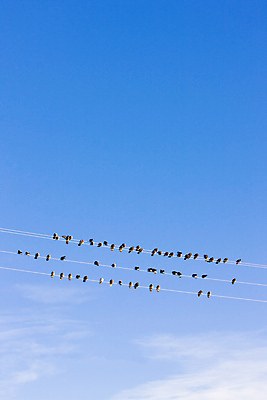포토 JPG 해외이미지 동물 외관 야생동물 북아메리카 조류 앉기 사람없음 야외 미국 철사 동물상 많음 해외202004 해외포토 컨셉 모션 아메리카 조형물 파일형식 이미지허브