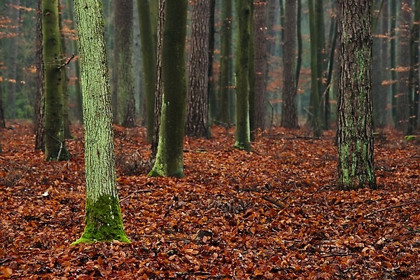 포토 JPG 해외이미지 나무 계절 공원 낙엽 잎 오렌지 자연 이끼 풍경 사람없음 야외 빨간색 초록색 노란색 어둠 활발 젖음 가을 소나무 황무지 황금 숲 신비 공상 폴란드 뿌연 삼림지대 해외202004 해외포토 식물 공공시설 유럽 컬러 컨셉 과일 생태계 파일형식 이미지허브
