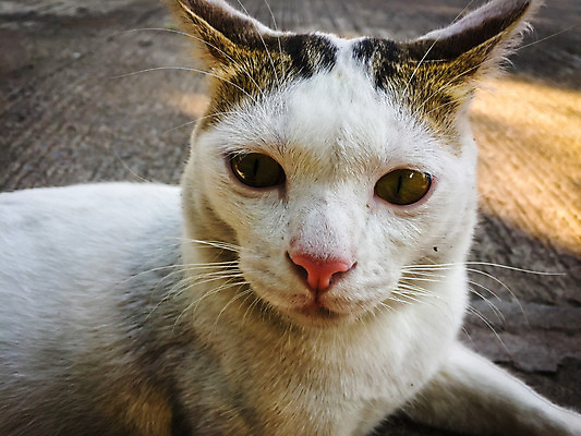 포토 JPG 해외이미지 동물 얼굴 백그라운드 포유류 자연 휴식 바닥 털 앉기 사람없음 빨간색 반려동물 노란색 고양이 흰색 거짓말 해외202004 해외포토 컬러 컨셉 모션 신체부위 생태계 파일형식 이미지허브