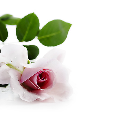 포토 JPG 해외이미지 식물 디자인 기념일 꽃잎 꽃 분홍색 꽃다발 결혼 백그라운드 꽃무늬 자연 휴가 프레임 발렌타인데이 선물 사랑 이벤트 사람없음 장식 빨간색 물 장미 우주 봄 벚꽃 흰색 물방울 축하 신선 신용카드 생일 다발 엽서 열정 고립 카피스페이스 해외202004 해외포토 자연요소 계절 감정 컬러 컨셉 무늬 데이이벤트 금융 공백 편지 생태계 파일형식 이미지허브