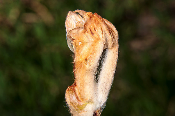 포토 JPG 해외이미지 나무 식물 계절 공원 꽃 줄기 백그라운드 잎 꽃무늬 자연 새로움 사람없음 야외 초록색 새싹 환경 정원 봄 성장 벚꽃 나뭇가지 신선 묘사 내추럴 해외202004 해외포토 공공시설 컬러 컨셉 무늬 생태계 파일형식 이미지허브
