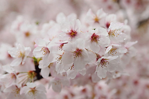 포토 JPG 해외이미지 사람없음 야외 봄 벚꽃 블러 해외202004 해외포토 계절 꽃 파일형식 이미지허브