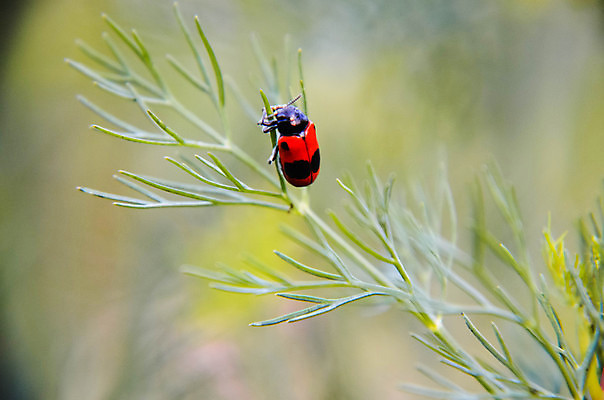 포토 JPG 해외이미지 식물 동물 야생동물 곤충 백그라운드 잎 절지류 발 자연 뿔 종류 앉기 사람없음 야외 초록색 환경 정원 검은색 개화 벌레 작음 큼 허브 딱정벌레 묘사 유기농 멸종 염소자리 내추럴 동물상 딜 생존 해외202004 해외포토 웰빙 꽃 컬러 모션 신체부위 조형물 별자리 크기 생태계 파일형식 이미지허브