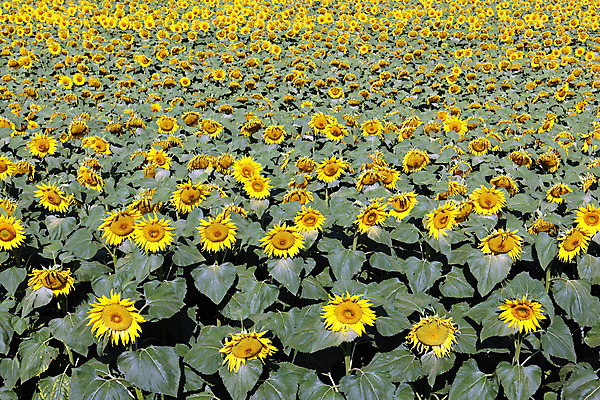 포토 JPG 해외이미지 잎 꽃밭 해바라기 사람없음 노란색 분위기 해외202004 해외포토 식물 꽃 컬러 컨셉 파일형식 이미지허브